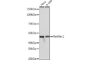 Western blot analysis of extracts of various cell lines, using Flotillin 1 Rabbit mAb (ABIN3017206, ABIN3017207, ABIN1680028 and ABIN1680029) at 1:1000 dilution. (Flotillin 1 Antikörper)