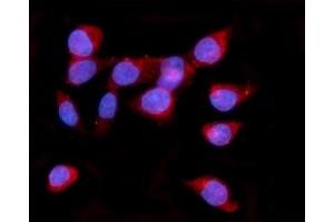 IF analysis of ORP150/HYOU1 using anti-ORP150/HYOU1 antibody (ABIN7601807).