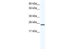 WB Suggested Anti-ARNTL Antibody Titration:  1. (ARNTL Antikörper  (N-Term))