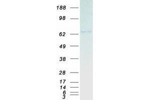 CDT1 Protein (Myc-DYKDDDDK Tag)