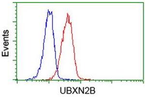 Image no. 2 for anti-UBX Domain Protein 2B (UBXN2B) antibody (ABIN1501658) (UBXN2B Antikörper)