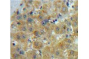 IHC-P analysis of Liver tissue, with DAB staining. (GDF10 Antikörper  (AA 339-477))