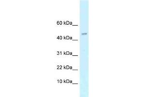 WB Suggested Anti-Arpp21 Antibody   Titration: 1. (ARPP21 Antikörper  (N-Term))