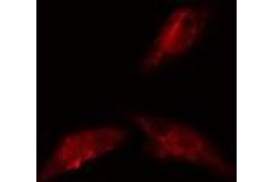 ABIN6278585 staining  293 cells by IF/ICC.