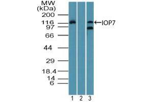 Image no. 2 for anti-Importin 7 (IPO7) (AA 1-50) antibody (ABIN960236) (IPO7 Antikörper  (AA 1-50))