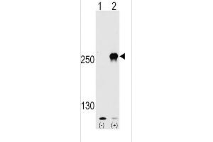 Western Blotting (WB) image for anti-Mechanistic Target of Rapamycin (serine/threonine Kinase) (mTOR) (AA 2459-2488) antibody (ABIN390217)