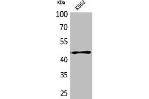Western Blot analysis of K562 cells using CD241 Polyclonal Antibody (RHAG Antikörper  (N-Term))