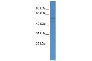 WB Suggested Anti-FSCN3 Antibody Titration: 0.