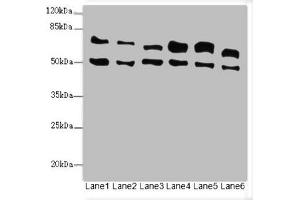 Western blot All lanes: ELF2 antibody at 3. (ELF2 Antikörper  (AA 1-140))
