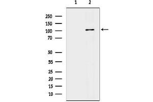 Western blot analysis of lysates from RAW264.