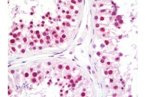 Anti-CPSF3 / CPSF antibody IHC staining of human testis. (CPSF3 Antikörper  (AA 634-684))