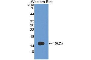 Western Blotting (WB) image for anti-Caspase 7, Apoptosis-Related Cysteine Peptidase (CASP7) (AA 207-303) antibody (ABIN3208609) (Caspase 7 Antikörper  (AA 207-303))
