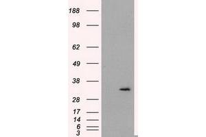 Image no. 3 for anti-Fumarylacetoacetate Hydrolase Domain Containing 2A (FAHD2A) antibody (ABIN1498183) (FAHD2A Antikörper)