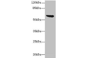 Western blot All lanes: tar antibody at 16 μg/mL + DH5α whole cell lysate Secondary Goat polyclonal to rabbit IgG at 1/10000 dilution Predicted band size: 60 kDa Observed band size: 60 kDa (RBM8A Antikörper  (AA 212-553))
