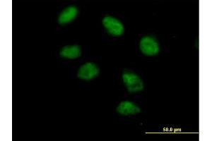 Immunofluorescence of purified MaxPab antibody to PAXIP1 on HeLa cell. (PAXIP1 Antikörper  (AA 1-757))