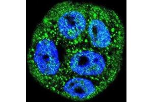 Immunofluorescence (IF) image for anti-Mucin 20, Cell Surface Associated (MUC20) antibody (ABIN2995265) (MUC20 Antikörper)