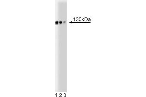 Western Blotting (WB) image for anti-Golgin A2 (GOLGA2) (AA 869-982) antibody (ABIN968197) (Golgin A2 (GOLGA2) (AA 869-982) Antikörper)