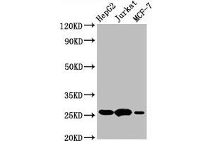 Western Blot  Positive WB detected in:HepG2 whole cell lysate,Jurkat whole cell lysate,MCF-7 whole cell lysate  All lanes:BCL2 antibody at 1μg/ml  Secondary  Goat polyclonal to rabbit IgG at 1/50000 dilution  Predicted band size: 26 KDa  Observed band size: 26 KDa (Rekombinanter Bcl-2 Antikörper)