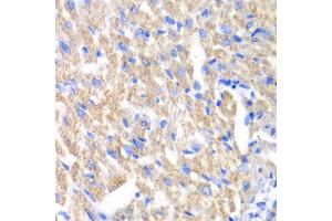 Immunohistochemistry of paraffin-embedded mouse heart using CREB3 antibody (ABIN6291021) at dilution of 1:100 (40x lens). (CREB3 Antikörper)