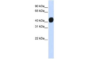 WB Suggested Anti-TGFB1I1 Antibody Titration:  0.