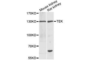 Western blot analysis of extracts of various cell lines, using TEK antibody (ABIN1875053) at 1:1000 dilution. (TEK Antikörper)