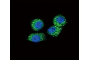 Immunofluorescence (IF) image for anti-Chemokine (C-C Motif) Ligand 2 (CCL2) (AA 62-89) antibody (ABIN3030482)