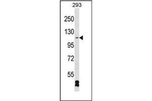 Western blot analysis of RBM26 Antibody (N-term) in 293 cell line lysates (35ug/lane). (RBM26 Antikörper  (N-Term))