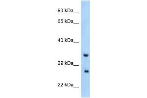 WB Suggested Anti-Prrg4 Antibody Titration: 1. (PRRG4 Antikörper  (N-Term))