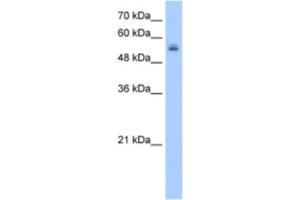 Western Blotting (WB) image for anti-UDP Glycosyltransferase 3 Family, Polypeptide A2 (UGT3A2) antibody (ABIN2463263) (UGT3A2 Antikörper)