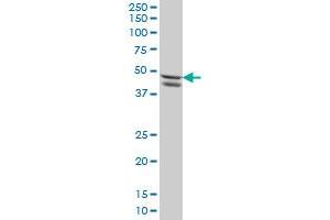 Western Blotting (WB) image for anti-SMAD, Mothers Against DPP Homolog 7 (SMAD7) (AA 160-260) antibody (ABIN517666)