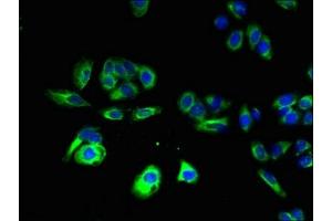 Immunofluorescent analysis of HepG2 cells using ABIN7165217 at dilution of 1:100 and Alexa Fluor 488-congugated AffiniPure Goat Anti-Rabbit IgG(H+L) (CNIH4 Antikörper  (AA 78-117))