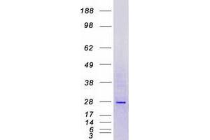 Western Blotting (WB) image for Microfibrillar Associated Protein 2 (MFAP2) (Transcript Variant 2) protein (Myc-DYKDDDDK Tag) (ABIN2725903)
