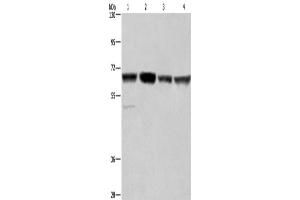 Western Blotting (WB) image for anti-Glyoxylate Reductase 1 Homolog (GLYR1) antibody (ABIN2433093) (GLYR1 Antikörper)