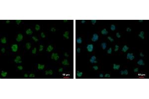 Immunofluorescence (IF) image for anti-Far Upstream Element (FUSE) Binding Protein 1 (FUBP1) antibody (ABIN2855856)