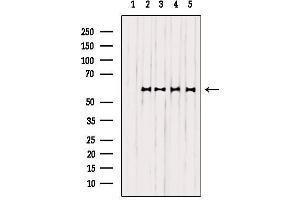 Western blot analysis of extracts from various samples, using EFNB1/2 Antibody. (EFNB1/2 Antikörper)