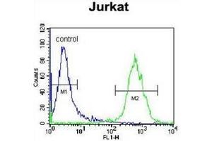 Flow cytometric analysis of Jurkat cells using OR4N4 Antibody (N-term) Cat. (OR4N4 Antikörper  (N-Term))