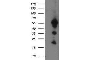 Image no. 1 for anti-UBX Domain Protein 2B (UBXN2B) antibody (ABIN1501658) (UBXN2B Antikörper)