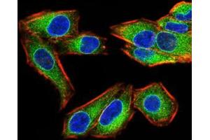 Immunofluorescence analysis of Hela cells using EMD mouse mAb (green). (Emerin Antikörper  (AA 1-222))