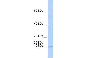 TAL2 antibody used at 1.