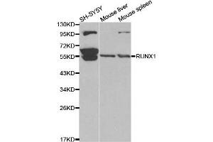 Western blot analysis of extracts of various cell lines, using RUNX1 antibody. (RUNX1 Antikörper)