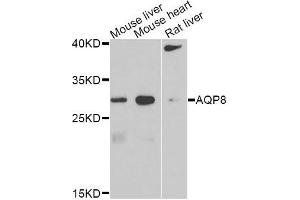 Western blot analysis of extracts of various cell lines, using AQP8 antibody. (Aquaporin 8 Antikörper)