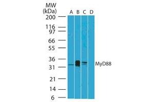 Image no. 1 for anti-Myeloid Differentiation Primary Response Gene (88) (MYD88) (AA 50-100) antibody (ABIN959910) (MYD88 Antikörper  (AA 50-100))