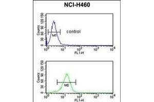 SERPINA4 Antibody (C-term) (ABIN391661 and ABIN2841572) flow cytometric analysis of NCI- cells (bottom histogram) compared to a negative control cell (top histogram). (SERPINA4 Antikörper  (C-Term))