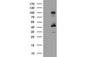 Image no. 1 for anti-Melanoma Antigen Family A, 9 (MAGEA9) antibody (ABIN1499264) (MAGEA9 Antikörper)