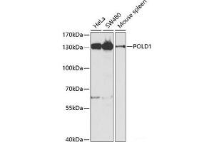 Western blot analysis of extracts of various cell lines using POLD1 Polyclonal Antibody at dilution of 1:1000. (POLD1 Antikörper)
