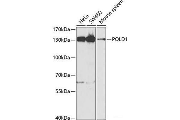 POLD1 antibody