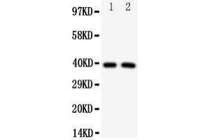 Western Blotting (WB) image for anti-Interferon Regulatory Factor 2 (IRF2) (AA 249-266), (C-Term) antibody (ABIN3043040) (IRF2 Antikörper  (C-Term))