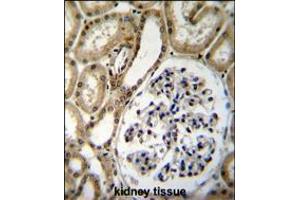 BRUNOL6 Antibody immunohistochemistry analysis in formalin fixed and paraffin embedded human kidney tissue followed by peroxidase conjugation of the secondary antibody and DAB staining. (CELF6 Antikörper  (N-Term))