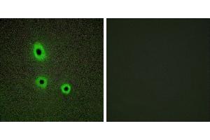 Peptide - +Immunofluorescence analysis of A549 cells, using EFNA5 antibody. (Ephrin A5 Antikörper  (Internal Region))