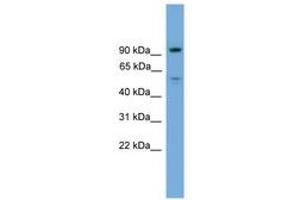 Image no. 1 for anti-Chromosome 16 Open Reading Frame 71 (C16ORF71) (AA 431-480) antibody (ABIN6746358) (C16ORF71 Antikörper  (AA 431-480))